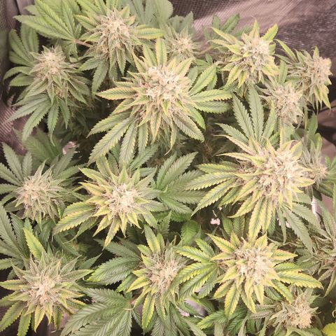 Zamnesia Skywalker OG #1 growlog timeline photo