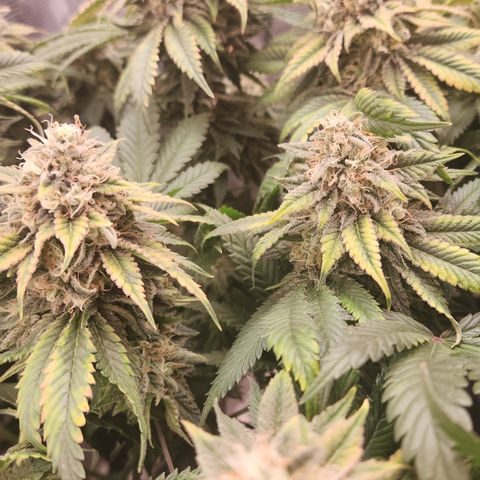 Zamnesia Skywalker OG #1 growlog timeline photo