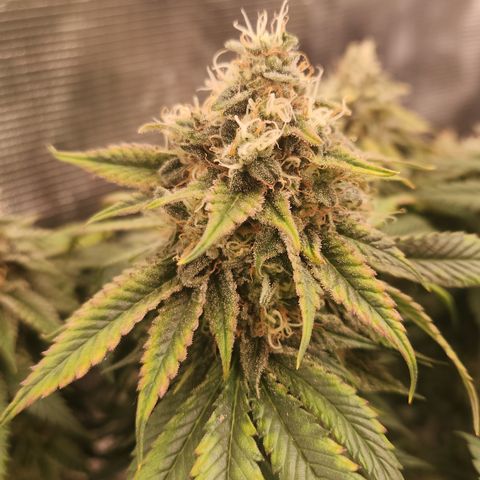 Zamnesia Skywalker OG #1 growlog timeline photo