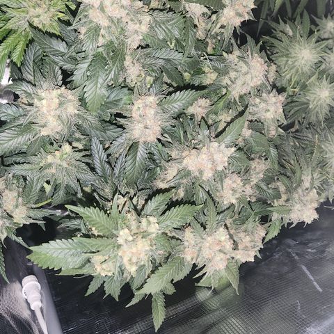 Zamnesia Jet Fuel #1 growlog timeline photo