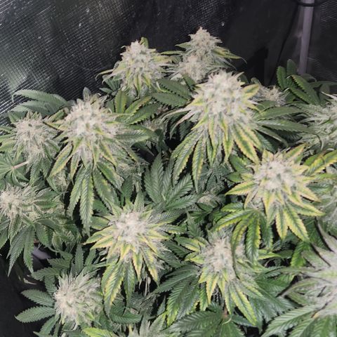 Zamnesia Skywalker OG #1 growlog timeline photo
