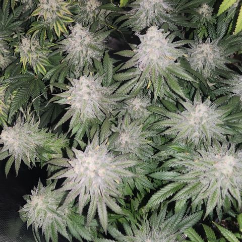 Zamnesia White Widow #1 growlog timeline photo