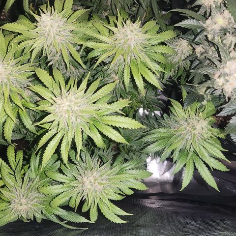 Zamnesia Sunset Sherbet #1 growlog timeline photo