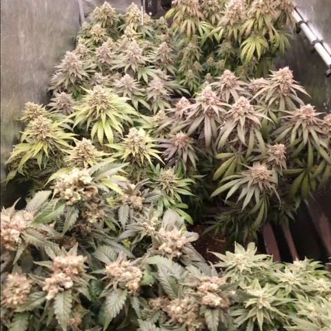 Zamnesia Jet Fuel #1 growlog timeline photo