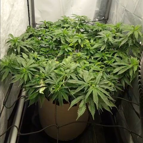 Humboldt Orange Creampop #1 growlog timeline photo