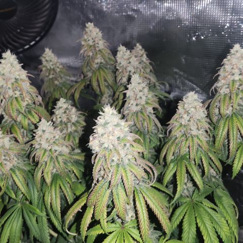 Zamnesia Sundae Driver #1 growlog timeline photo