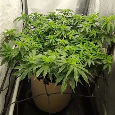 Humboldt Orange Creampop #1 growlog timeline photo
