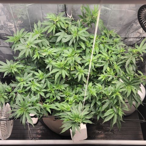 Humboldt Orange Creampop #1 growlog timeline photo