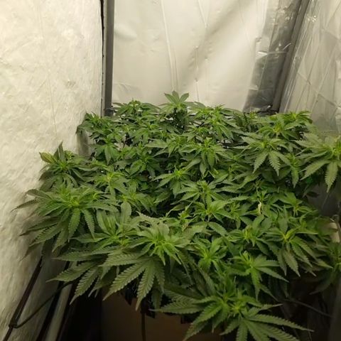 Humboldt Orange Creampop #1 growlog timeline photo