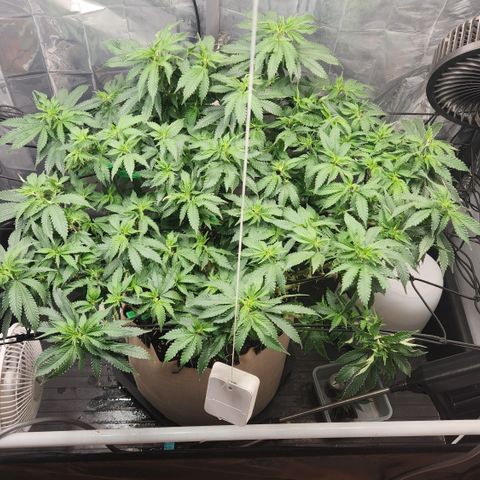 Humboldt Orange Creampop #1 growlog timeline photo