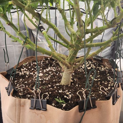 Humboldt Orange Creampop #1 growlog timeline photo