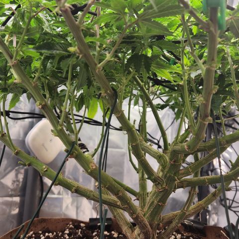 Humboldt Orange Creampop #1 growlog timeline photo
