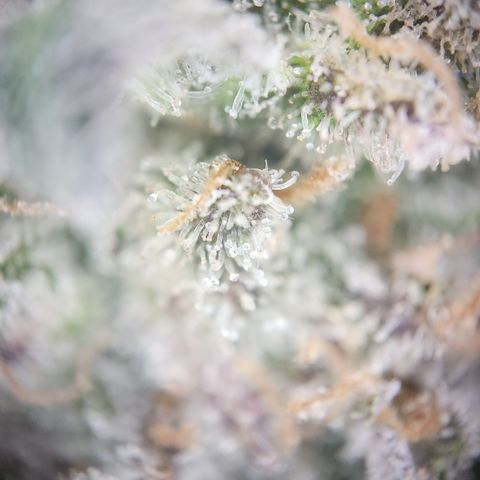 Zamnesia White Widow #1 growlog timeline photo