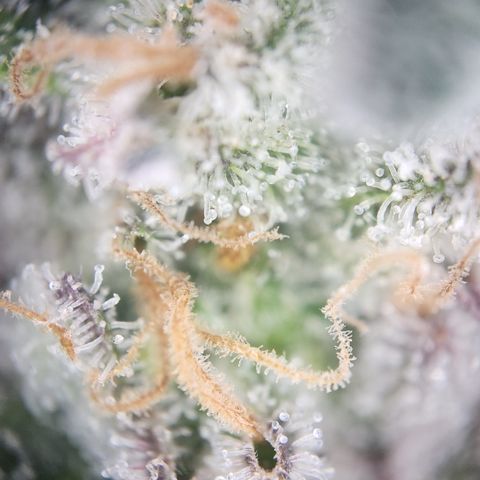 Zamnesia White Widow #1 growlog timeline photo