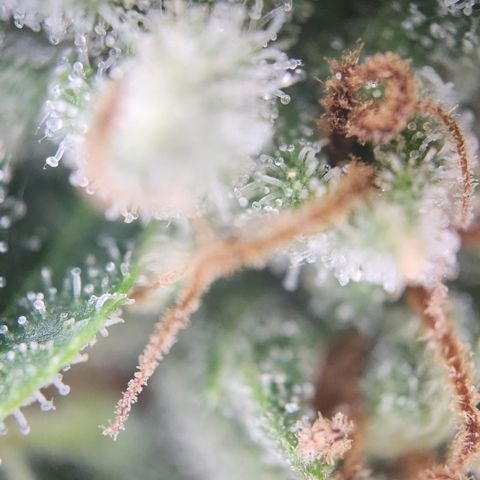 Zamnesia Sunset Sherbet #1 growlog timeline photo