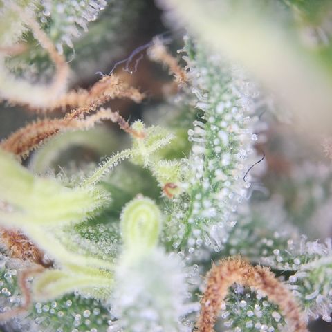 Zamnesia Sunset Sherbet #1 growlog timeline photo