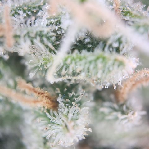 Zamnesia Skywalker OG #1 growlog timeline photo