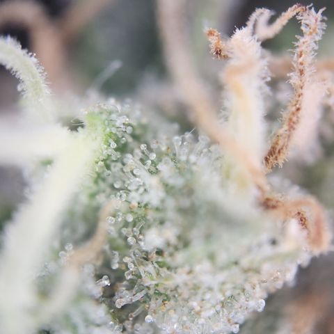 Zamnesia Skywalker OG #1 growlog timeline photo