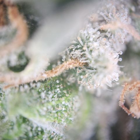 Zamnesia Skywalker OG #1 growlog timeline photo