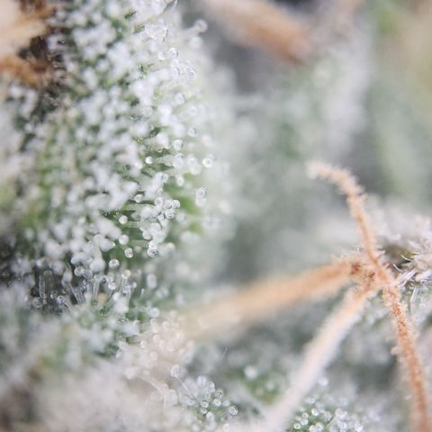 Zamnesia Sundae Driver #1 growlog timeline photo