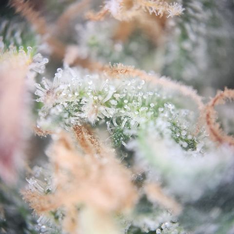 Zamnesia Sundae Driver #1 growlog timeline photo