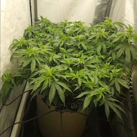 Humboldt Orange Creampop #1 growlog timeline photo