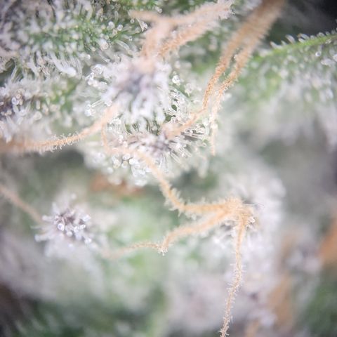 Zamnesia White Widow #1 growlog timeline photo