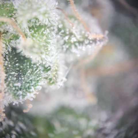 Zamnesia White Widow #1 growlog timeline photo