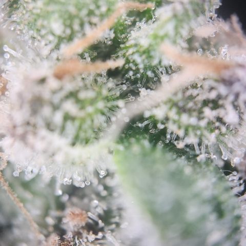 Zamnesia White Widow #1 growlog timeline photo