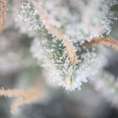 Zamnesia Skywalker OG #1 growlog timeline photo