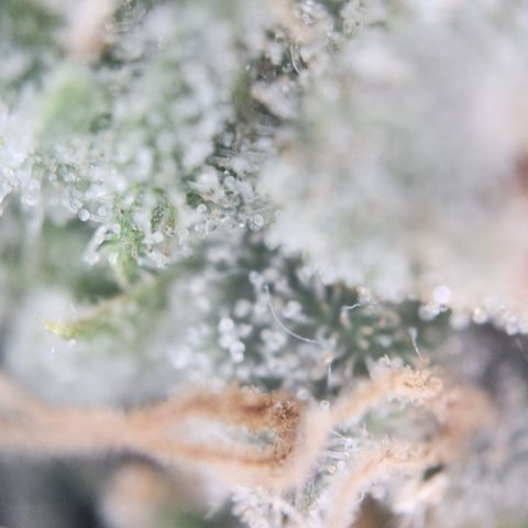 Zamnesia Skywalker OG #1 growlog timeline photo