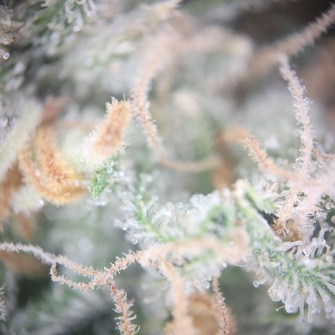 Zamnesia Skywalker OG #1 growlog timeline photo