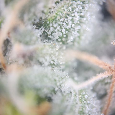 Zamnesia Sundae Driver #1 growlog timeline photo