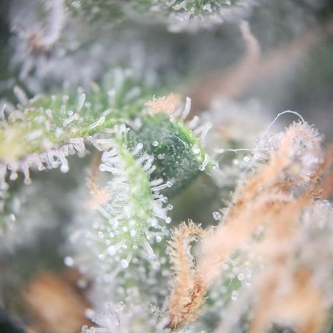 Zamnesia Sundae Driver #1 growlog timeline photo