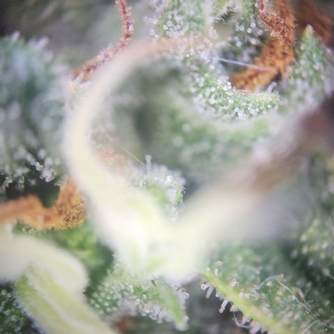 Zamnesia Sunset Sherbet #1 growlog timeline photo