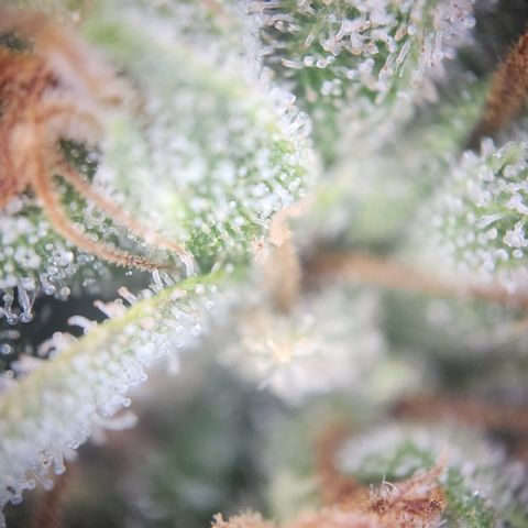 Zamnesia Sunset Sherbet #1 growlog timeline photo