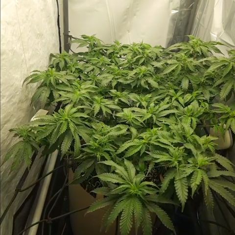Humboldt Orange Creampop #1 growlog timeline photo