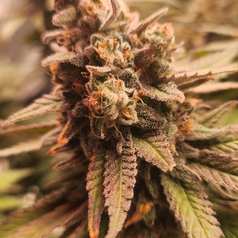 Zamnesia White Widow #1 growlog timeline photo