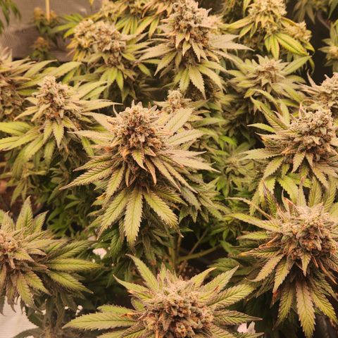 Zamnesia White Widow #1 growlog timeline photo