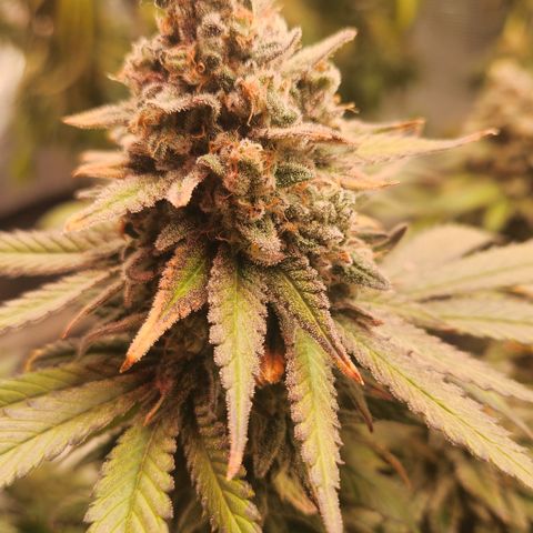Zamnesia White Widow #1 growlog timeline photo