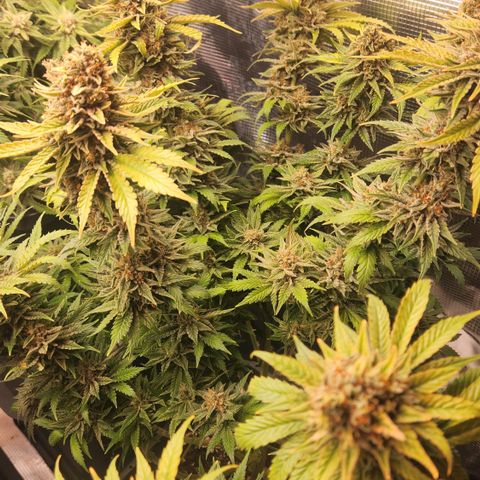 Zamnesia Sunset Sherbet #1 growlog timeline photo