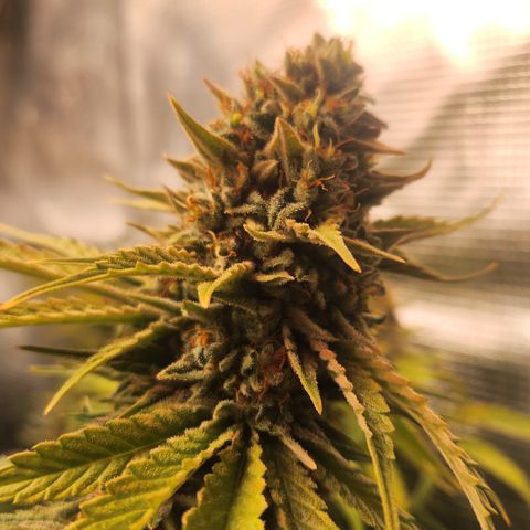 Zamnesia Sunset Sherbet #1 growlog timeline photo