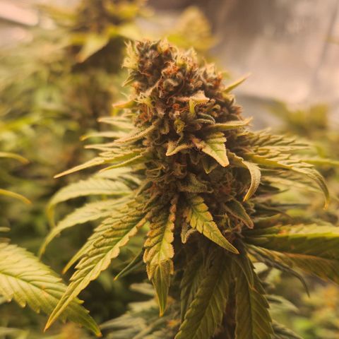 Zamnesia Sunset Sherbet #1 growlog timeline photo