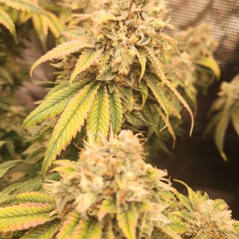 Zamnesia Skywalker OG #1 growlog timeline photo