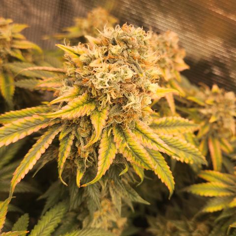 Zamnesia Skywalker OG #1 growlog timeline photo