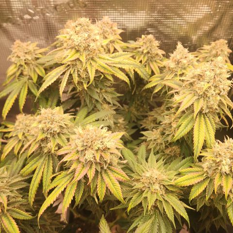 Zamnesia Skywalker OG #1 growlog timeline photo