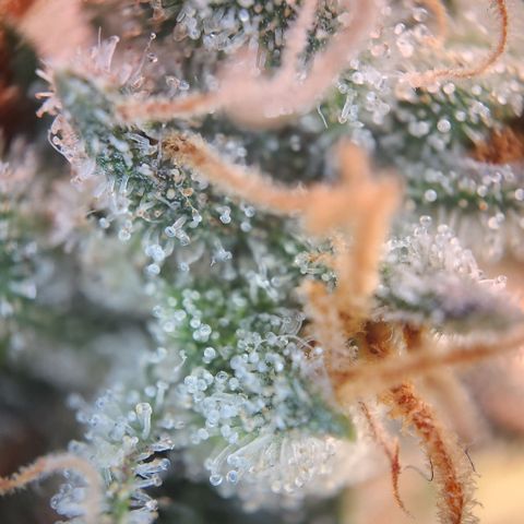 Zamnesia Skywalker OG #1 growlog timeline photo