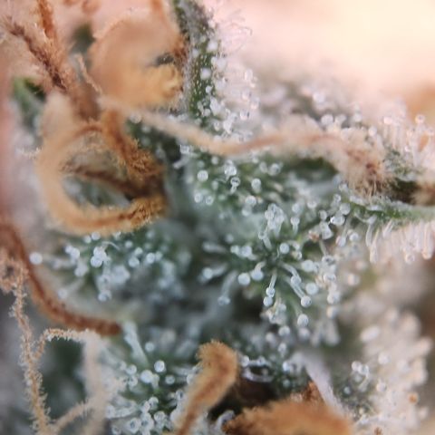 Zamnesia Skywalker OG #1 growlog timeline photo