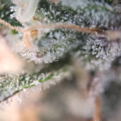 Zamnesia White Widow #1 growlog timeline photo