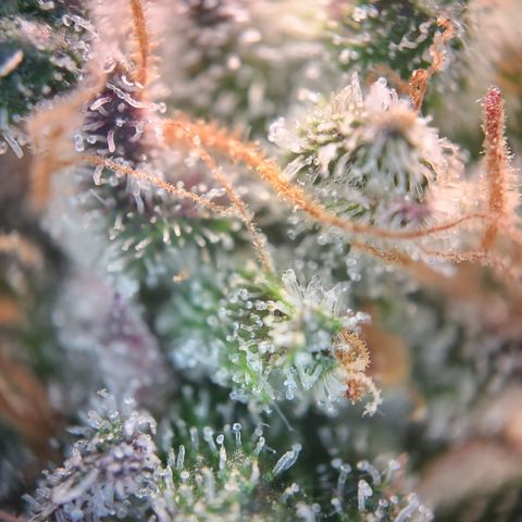 Zamnesia White Widow #1 growlog timeline photo